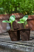 Zucchini seedlings in peat pots, Provence, France
