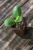 Jeune plant de courgette en mini godet de tourbe, Provence, France