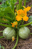 Zucchini fruits with flowers, Provence, France