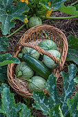Various Zucchinis in a basket in a Vegetable Garden, Provence, France