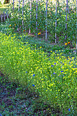 Bed of White Mustard used as green manure in a kitchen garden, Provence, France