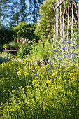 White Mustard used as green manure in a kitchen garden, Provence, France