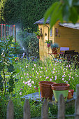 Sprinkler irrigation and cabin in Vegetable Garden, Provence France