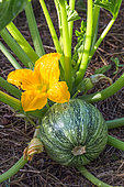 Zucchini with male flower, Provence, France