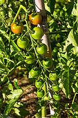 Unripe cherry tomatoes 'Supersweet 100', Provence, France