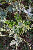 Powdery mildew on leaves of Cucurbita, Provence, France