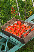 Tray of tomatoes 'Celesteen", Provence, France