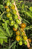 Vegetable Garden Cherry Tomato Grape Green Provence France
