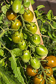 Cherry tomato 'Green Grape', Provence, France