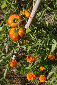 Tomates et Tagètes au potager, Provence, France
