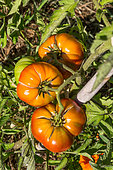 Tomato, Provence, France