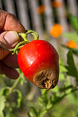 Blossom end rot on Tomato ''Cornue des Andes', Provence, France