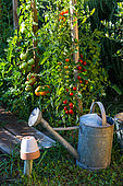 Various tomatoes in a vegetable garden, Provence, France