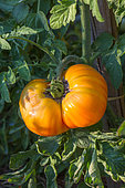 Sunscald effect on a Tomato 'Pinneapple', Provence, France