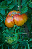 Tomato 'Pineapple', ugly vegetable, Provence, France