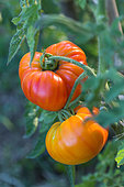 Tomato 'Margold', Provence, France