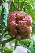 Tomato 'Noire de Crimée', ugly vegetable, Provence, France