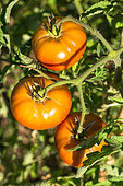 Tomato 'Marnero', Provence, France