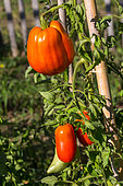 Tomato 'Cornabel', Provence, France