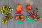 Tomato 'Cornabel'', Tomato 'Saint-Pierre', Tomato Cherry 'Raisin vert'', Tomato 'Marnero', Tomato Cherry 'Sweet', Provence, France