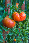 Tomato 'Pinneapple', Provence, France