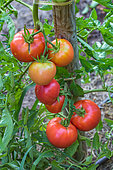 Tomato 'Monte Carlo', Provence, France