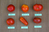 Tomato 'Cobra'', Tomato 'Coeur de boeuf', Tomato 'Supersteak', Tomato Saint-Pierre, Tomato 'Cornue', Tomato 'Marnero', Provence, France