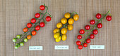 Cherry tomatoes 'Sweet', ''Supersweet 100' and 'Green Grape', Provence, France