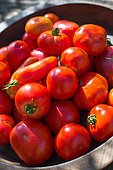 Mixed red tomatoes, Provence, France