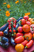 Tomatoes and eggplants in a kitchen garden, Provence, France