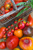Tomatoes 'Cornue des andes', 'Coeur de Boeuf' rouge et jaune, 'Pineapple', 'Noire de Crimée', Provence, France