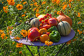 Récolte de fruits et de légumes d'été devant un parterre de cosmos en fleurs, Provence, France