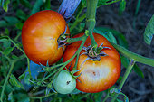 Sunscald effect on a Tomato 'Saint-Pierre', Provence, France