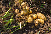 Harvesting new potatoes 'Amandine' in july, Provence, France