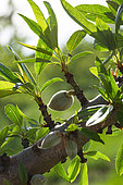 Almond (Prunus dulcis) unripe fruits on branch in april, Provence, France