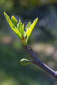 Branch of Fig tree with young fruit in april, Provence, France