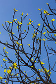 Branches of Fig tree in april, Provence, France