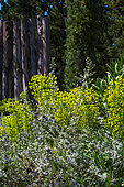 Euphorbe des garrigues et Germandrée arbustive au jardin en avril, Provence, France