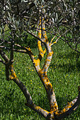 Lichen on the branches of an Olive tree, Provence, France