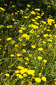 Holy Land Hawksbeard (Crepis sancta) blooming in a garden in april, Provence, France