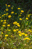 Holy Land Hawksbeard (Crepis sancta) blooming in a garden in april, Provence, France