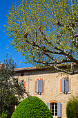 Plane tree, Olive tree and Box in front of a traditional house in april, Provence, France