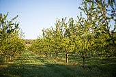 Almond orchard in april, Provence, France