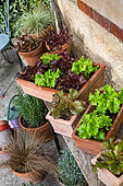 Salad growing in containers in front of a traditional house in Provence
