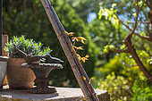 Jeune pousse de Vigne vierge courant sur un support en bambou, Provence, France