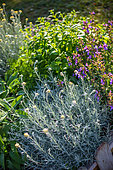 Helichrysum in a square foot garden of herbs, Provence, France