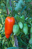 Tomato 'Cornue des Andes', Provence, France