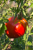 Tomato 'Cœur de Bœuf - Ox Heart', Provence, France