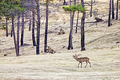 Red deer (Cervus elaphus), male in rut in a burnt forest area, Spain,