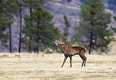 Red deer (Cervus elaphus), stag in rut, Spain